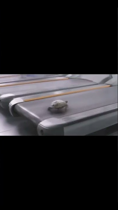 Deja vu turtle 🐢