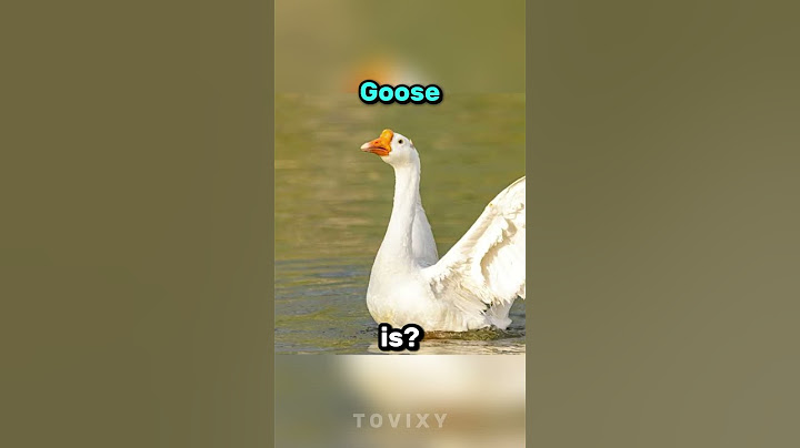 If Animals Became Brainrot Characters! Part 2 🪿#brainrot #animals #memes