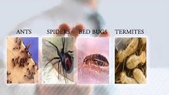 Ant Removal Portland | Pest & Ant Control Vancouver | Pest Control Company Beaverton Oregon |