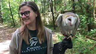Barred Owl vs  Barn Owl