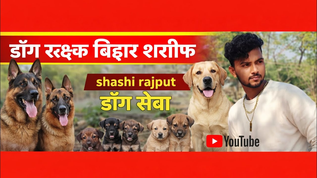 Shashi Rajput “जब भूखे पिल्लों को मिला खाना 😢 ️ | डॉग सेवा का ऐसा दृश्य देखकर रो ...