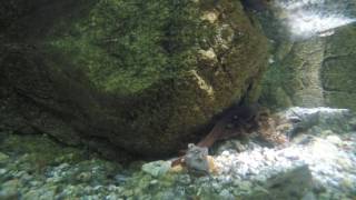 California newts mating