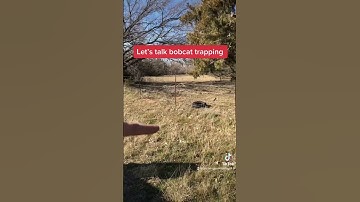 How to trapping bobcats (cubby sets)