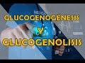 GLUCOGENOGÉNESIS Y GLUCOGENOLISIS