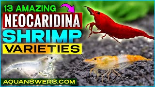 You ll Want Them All 13 Gorgeous Neocaridina Shrimp Varieties