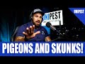 Pigeon Problems and Skunks Making Stinks  | Pest Talk 102