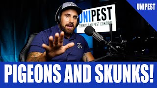 Pigeon Problems and Skunks Making Stinks  | Pest Talk 102