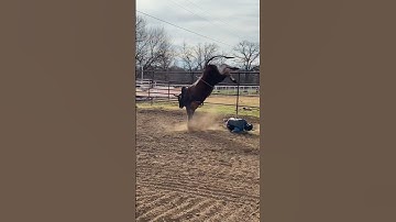 Thumbnail of Dirt on my boots? 🤕 #bullriding #bull #rodeo