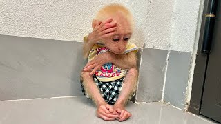 Baby Monkey Mimi Crying And Sulking At Mom
