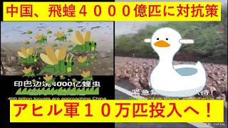 【朗報】中国、4000億匹のバッタに対抗するため１０万匹のアヒルを投入ｗｗｗ【この発想はなかった！ｗｗ】