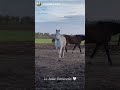 Cheval à vendre - Jument ONC espagnol - equirodi.com