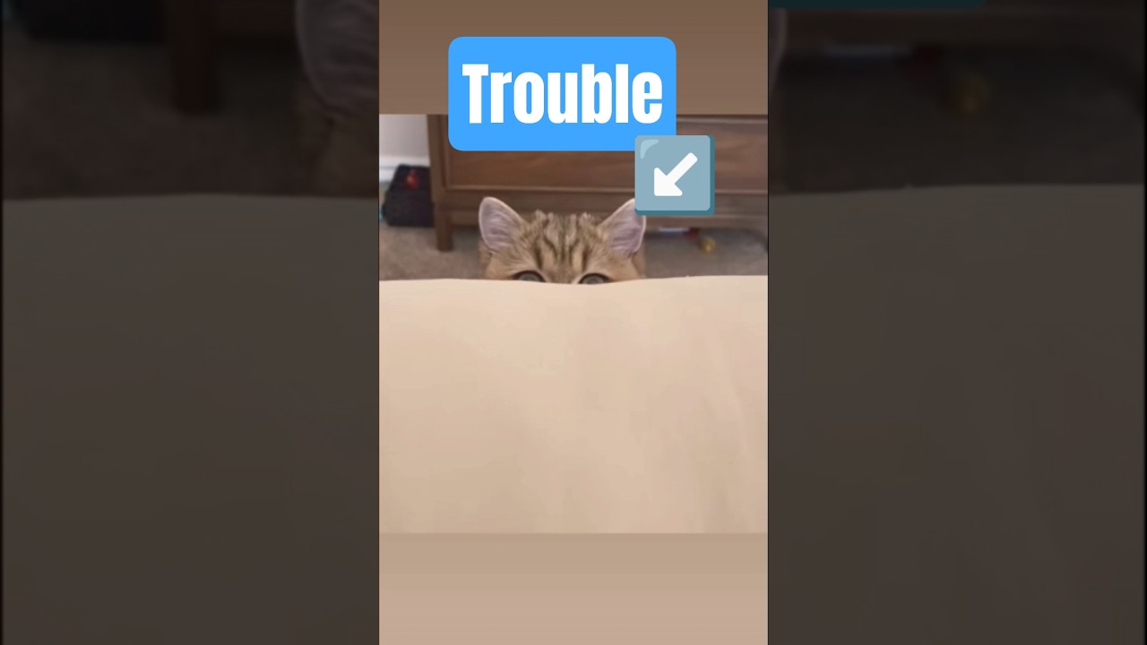 IF YOU'RE LOOKING FOR TROUBLE ???? #cute #funny #cat #sweet #shorts #foryou #fyp #jokes #youtubeshorts 