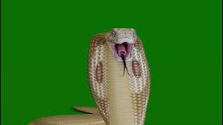 Golden Snake Attack Animation Green screen background || snake green screen