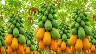 Details World's Largest Papaya Region in Dominican Republic | Rural Scenery News
