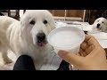 思ってたのと違ってふてくされるルンルン　Great Pyrenees　グレートピレニーズ