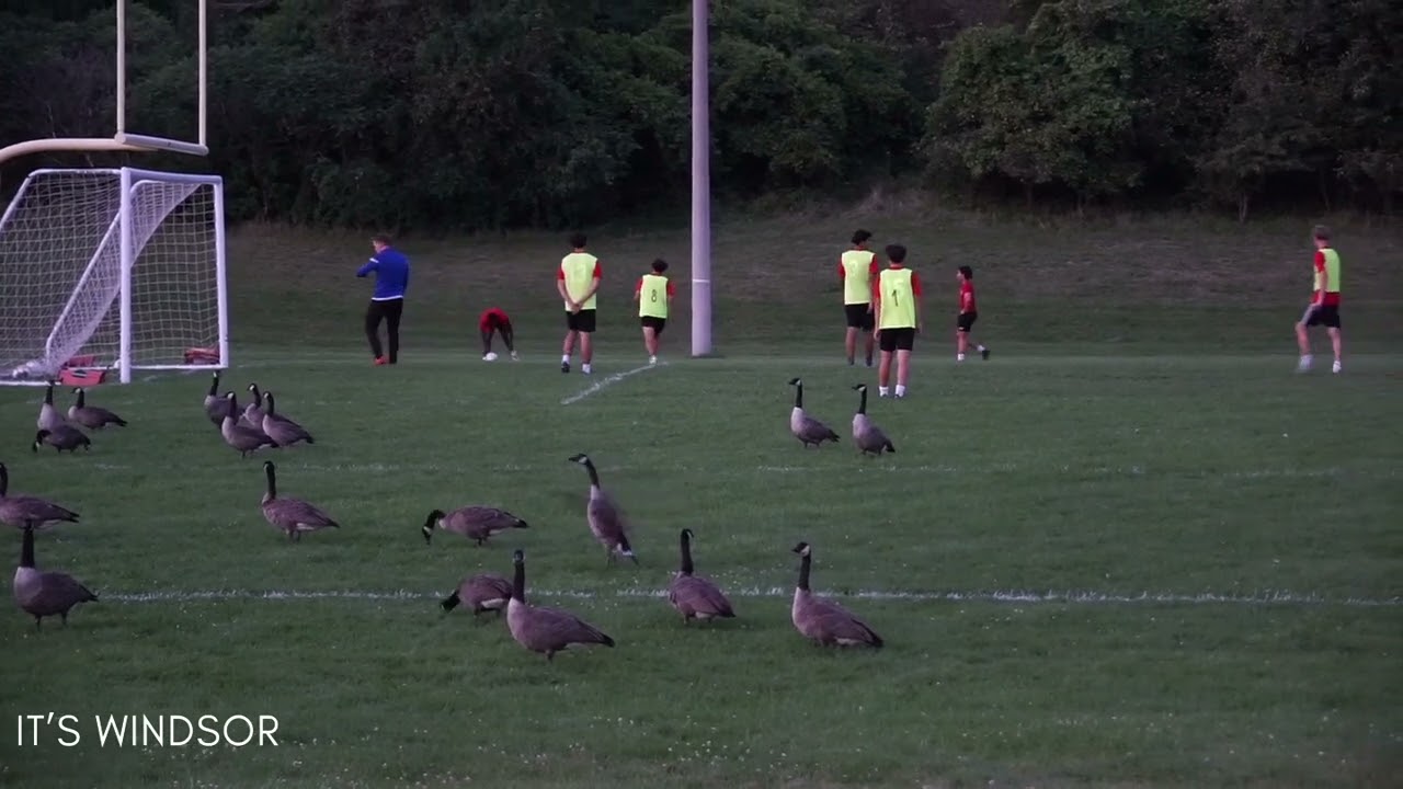 Canada Geese Honk and Flap Wings as University Soccer Team Misses Goal!