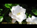 くちなしの花(渡哲也)を歌ってみた