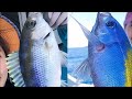 Deep sea drop fishing  / Boat fishing life