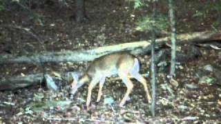 9-2010.AVI