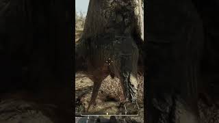 Found the forbidden floating tree #fallout76 #fallout #bugthesda #bethesda #sarzi