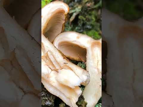 Чёрный груздь (Lactarius necator) short #shorts  #shortsvideo #svnosorog