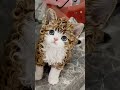 This Curly Kitten Just Out-Styled Every Poodle on Earth 🐱💇✨ #shorts #cats