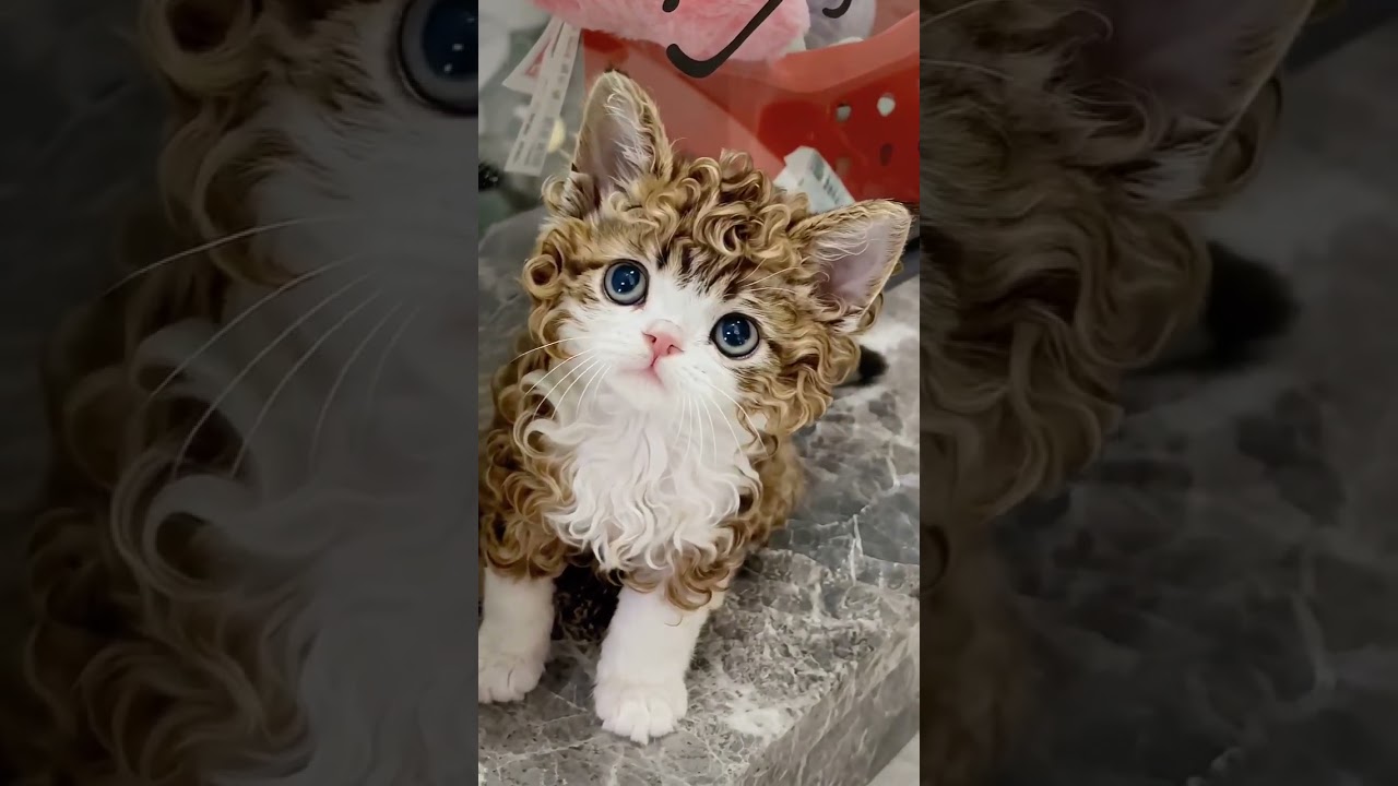 This Curly Kitten Just Out-Styled Every Poodle on Earth 🐱💇✨ #shorts #cats