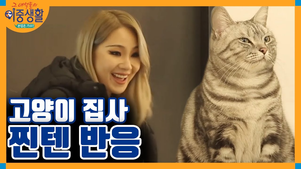 채집사의 룸메이트 푸딩, 도넛, 화이티 (또 나만 없지 고양이😭) │#그녀석들의이중생활 171221 EP5 #10