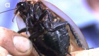 Top 3 Animals That Will Outlive Humans