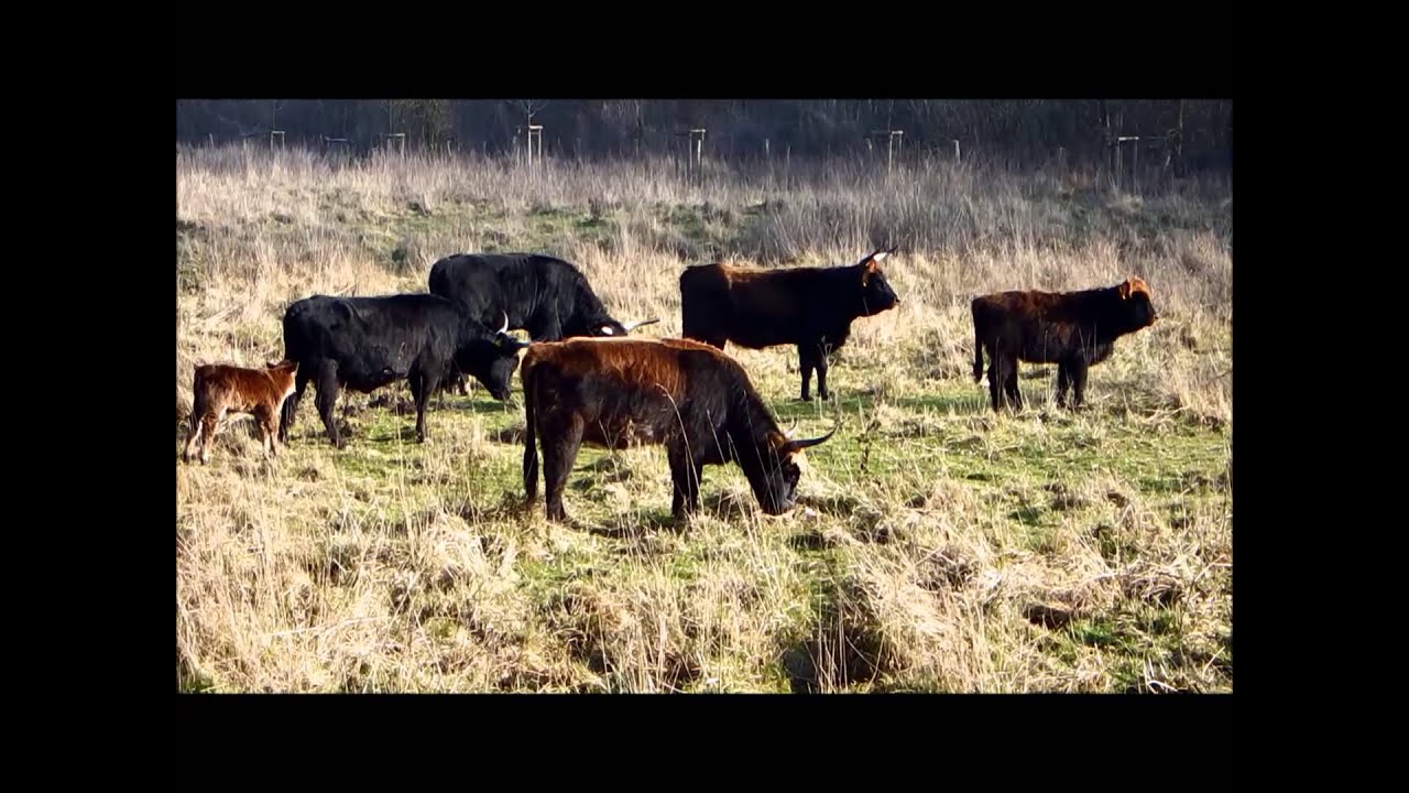 Heckrinder in der Weseler Aue