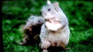 Talking Squirrel!!! screenshot 3