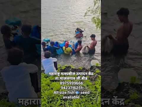 Maharashtra Machhali Bich Kendra Majalgaon 