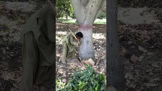 Tree Cutting only A little axe it’s Amazing & interesting