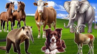 Familiar Animal Sounds Dog, Cat, Cow, Elephant, Horse, Goat - Animal Sounds