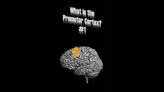 Premotor Cortex (PMC) - Part 1: Dorsal PMC