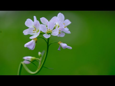 Wyciszająca Wiosenna Muzyka Relaksacyjna Na Stres ♫ Spokojna Muzyka Na Wyciszenie Nerwów i Lęków ♫