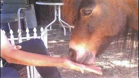 Clicker Training Horses with Peggy Hogan