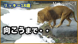 雪の上をジャンプする【ライオン】リッキー 10年前の姿を思い出してみる Lion jumps on the snow