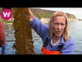 Northern Ireland - tasty dishes with kelp | What