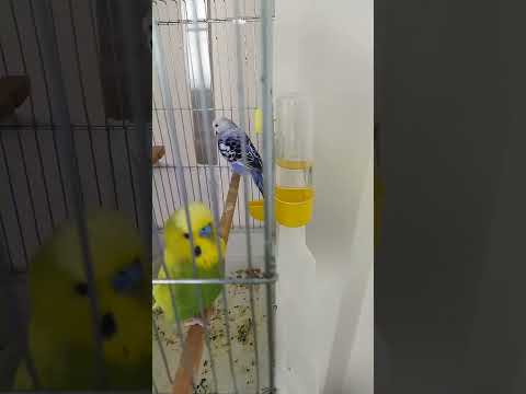 Bugüne kadar Marul