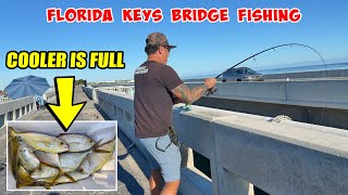 Filling My Cooler With Yellow Jacks Bridge Fishing - Ceo Fishing South Florida