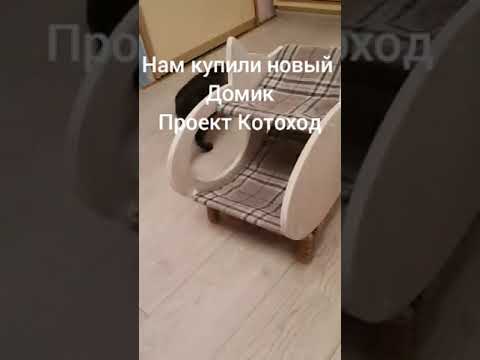 Нам купили новый дом)). Проект Котоход.