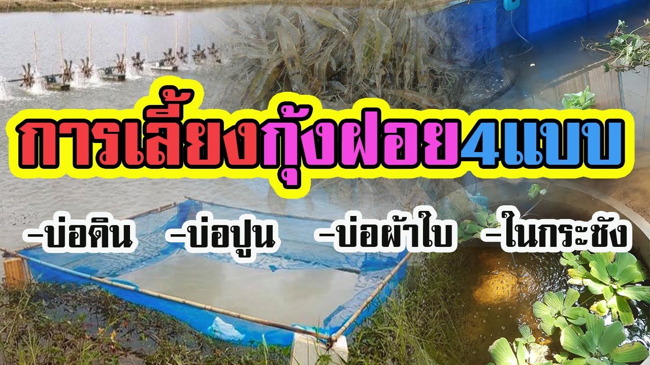 ขาว แบบ ธรรมชาติ  New  การเลี้ยงกุ้งฝอยในรูปแบบต่างๆ | บ่อดิน บ่อปูน กระชัง บ่อผ้าใบ |