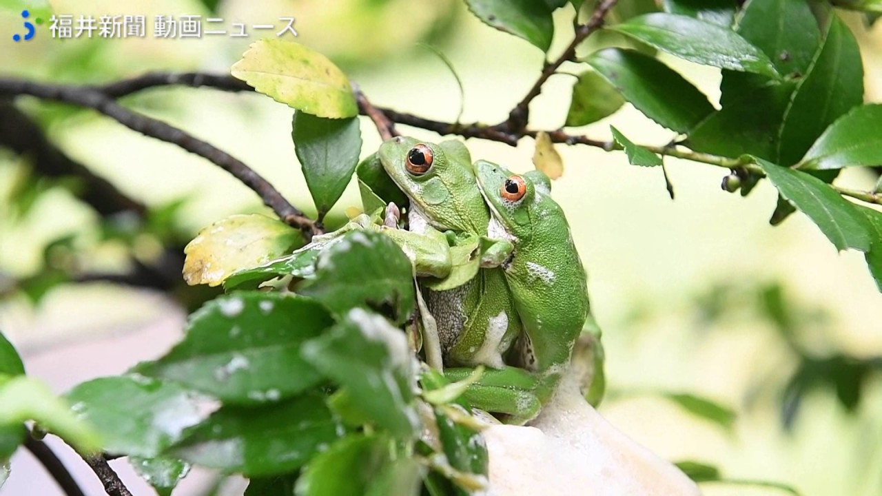 モリアオガエルの産卵 Youtube