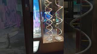 DNA and RNA model. DNA model. RNA model. #trendingshorts #science model #sciencefroject #viral
