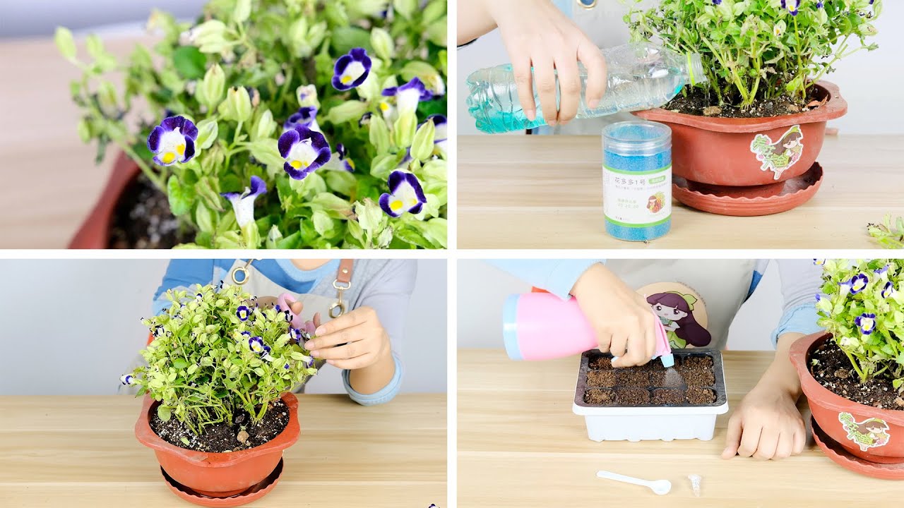 夏堇怎么养 播种 温度 光照 浇水和施肥方法 Youtube