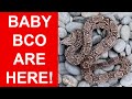 Argentine Boa Constrictor Litter is Born!