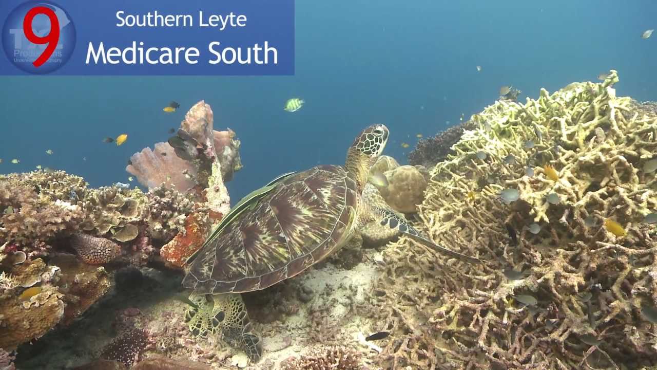 My top 10 dive sites of my trip to Philippines 2011