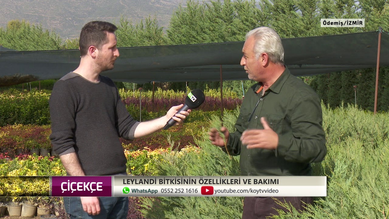 leylandi ve berberis yetiştiriciliği