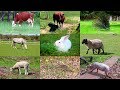 Animales de Granja para niños (con vídeos)